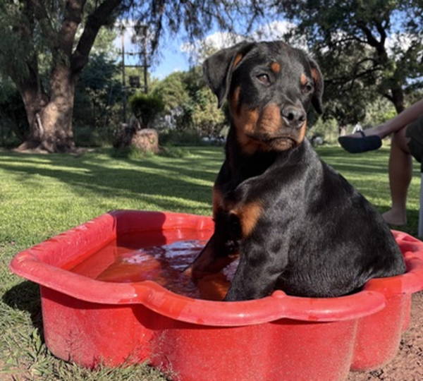 Nala