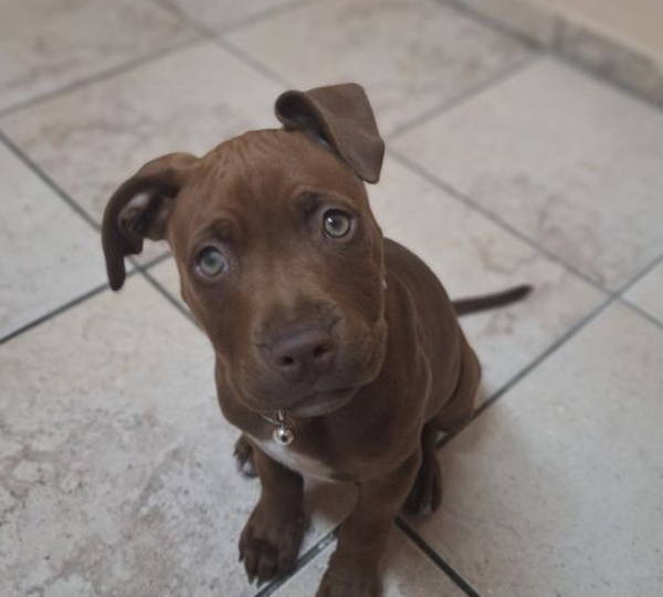 Hazel