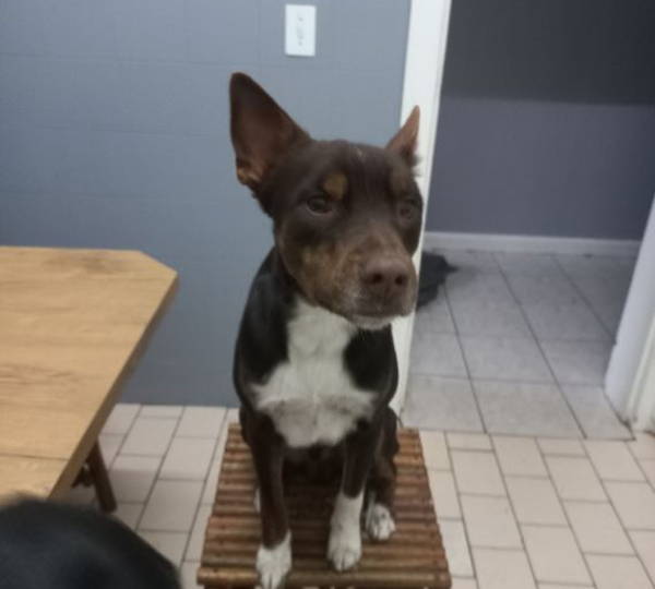 Milo
