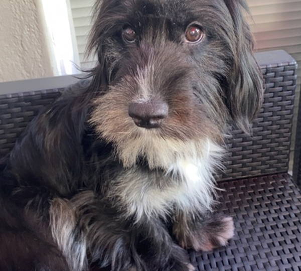 Daisy