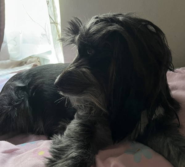 Daisy