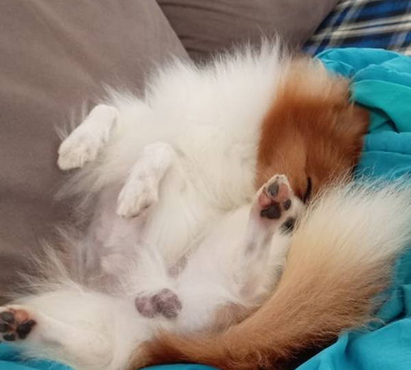 Mufasa