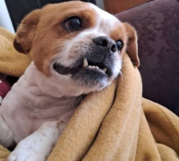 Bruno