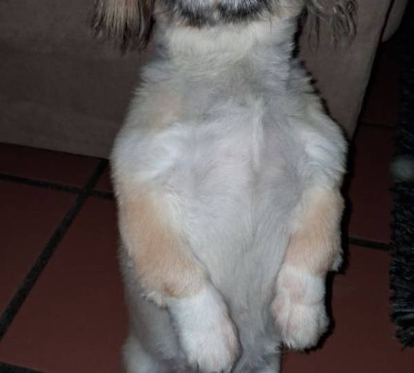 Bella
