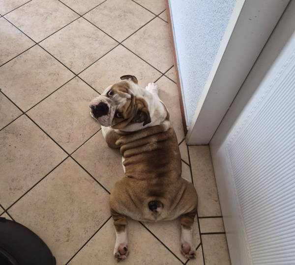 Arlo