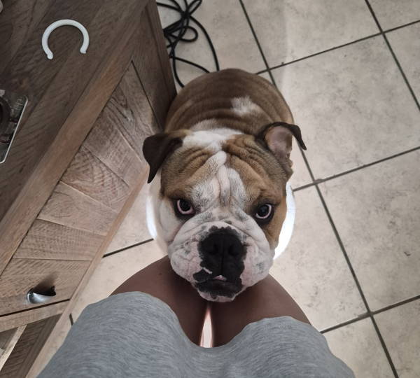 Arlo