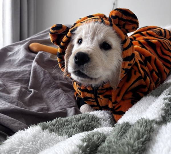 RJ