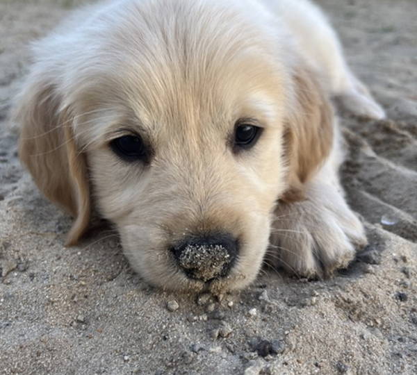 RJ
