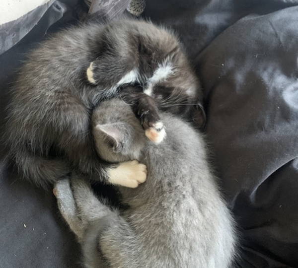 Pebbles & Ash