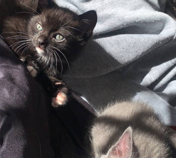 Pebbles & Ash