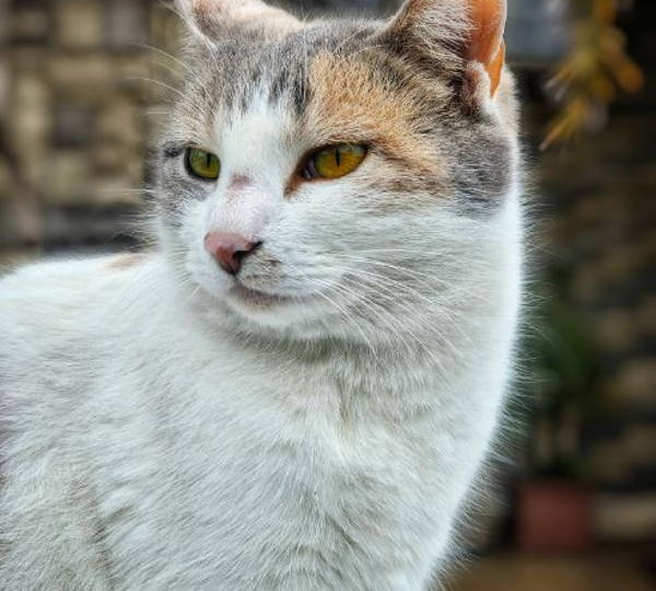 Pixie