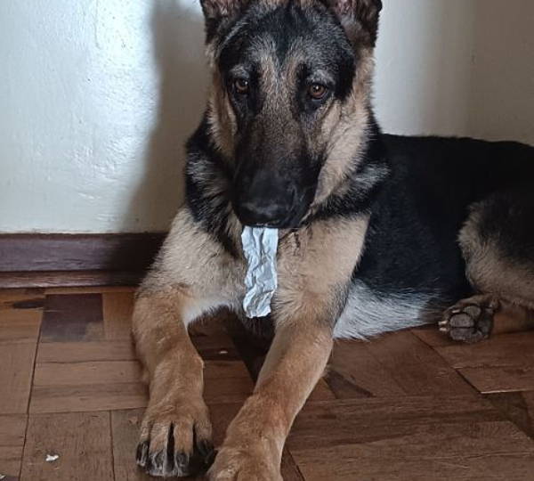 Zola