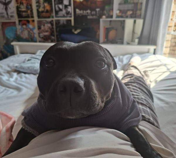 Lilo