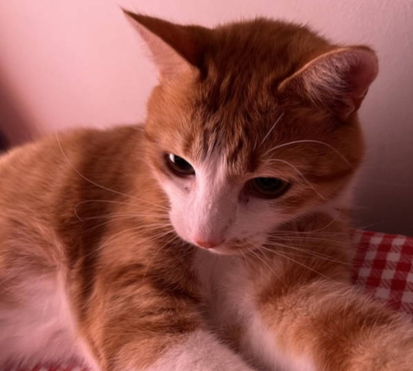 Milo