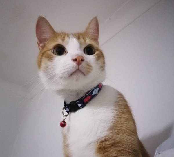 Milo