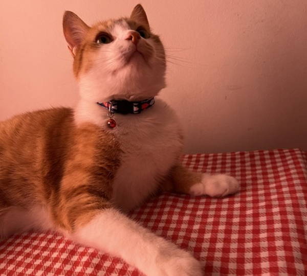 Milo