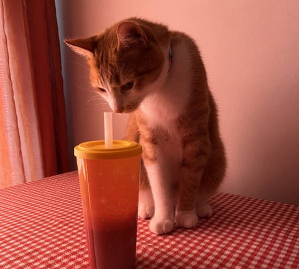 Milo