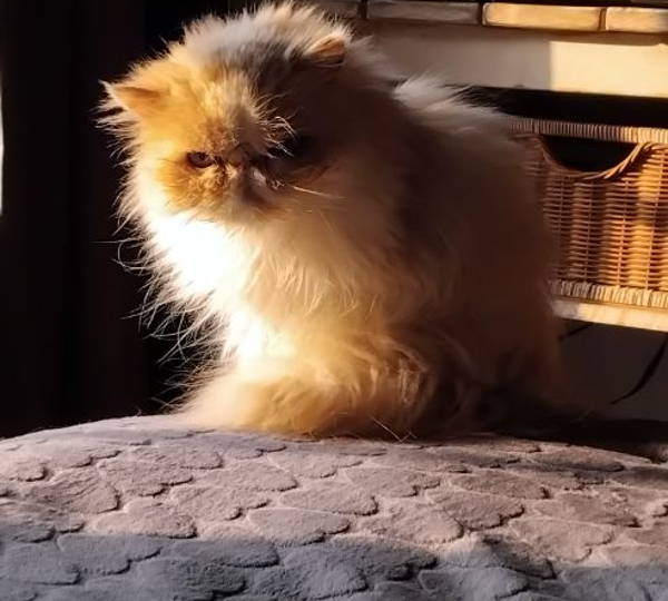 Mia