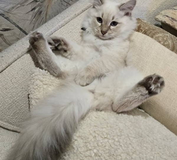Serabi