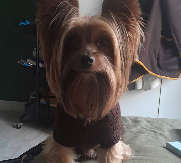 Kai