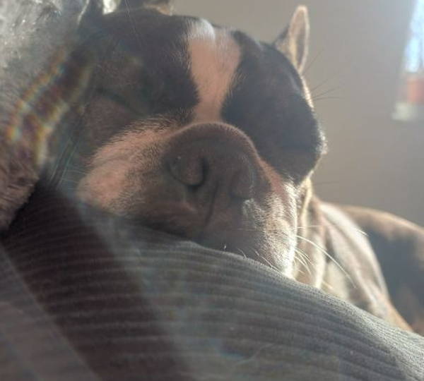 Daisy