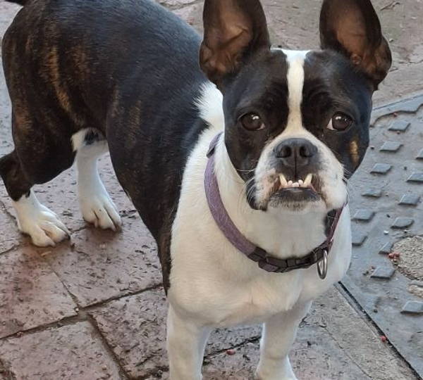 Bella