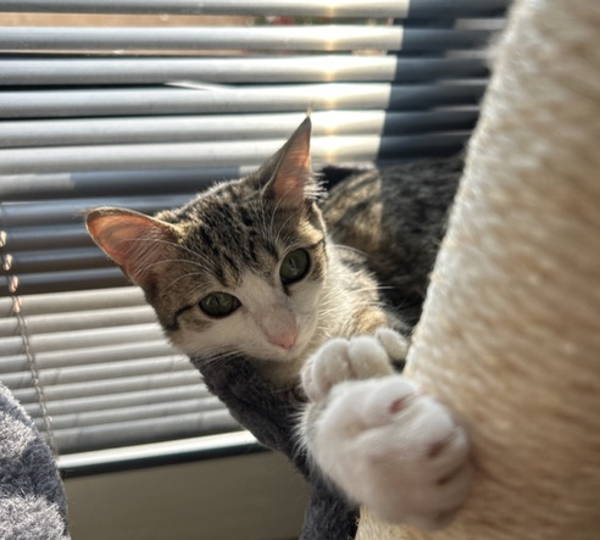 Nova