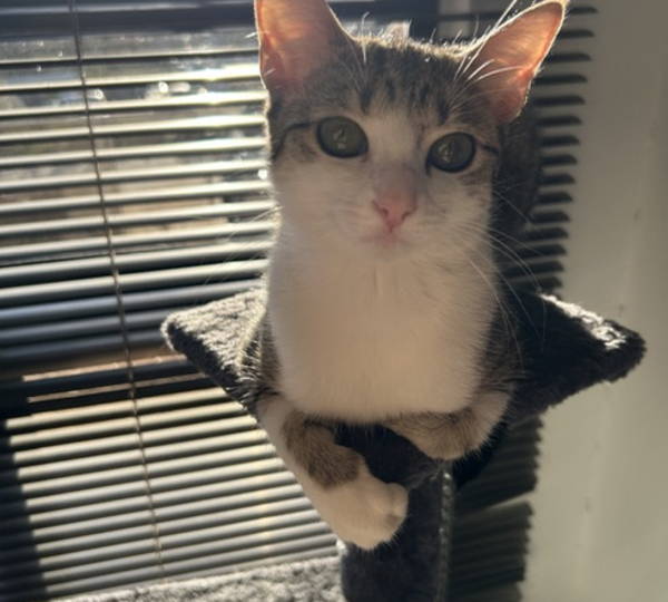 Nova
