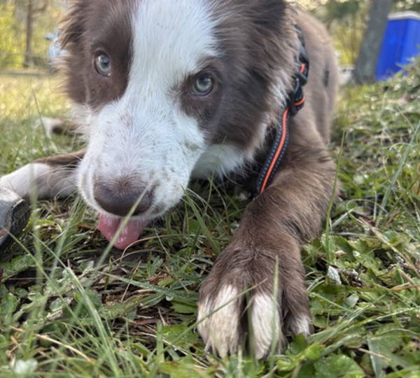 Finley