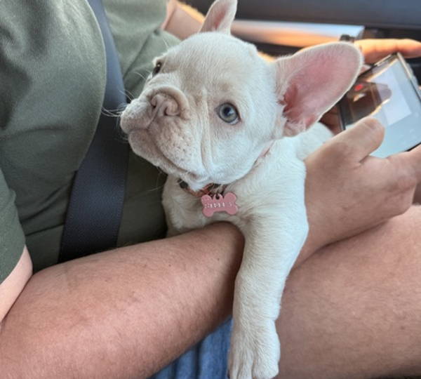 Stella