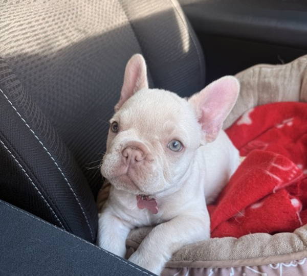 Stella