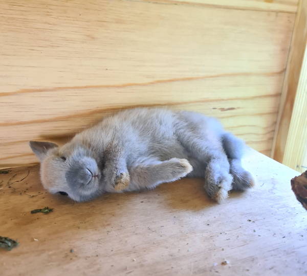 Peanut