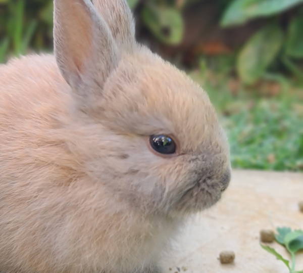 Peanut