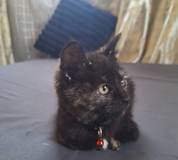 Zeus
