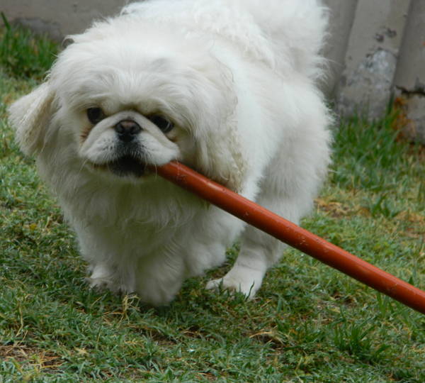 Cooper