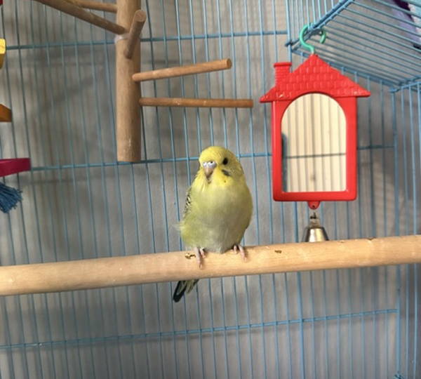 Leo