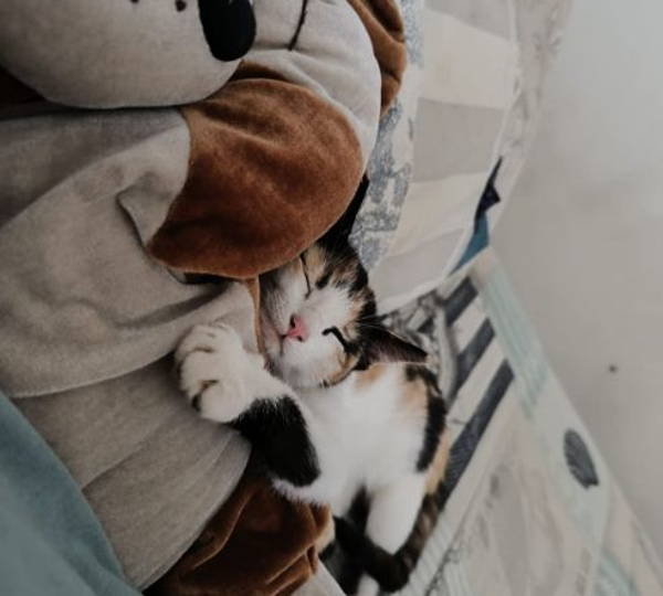 Hazel