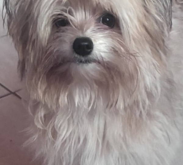Penelope