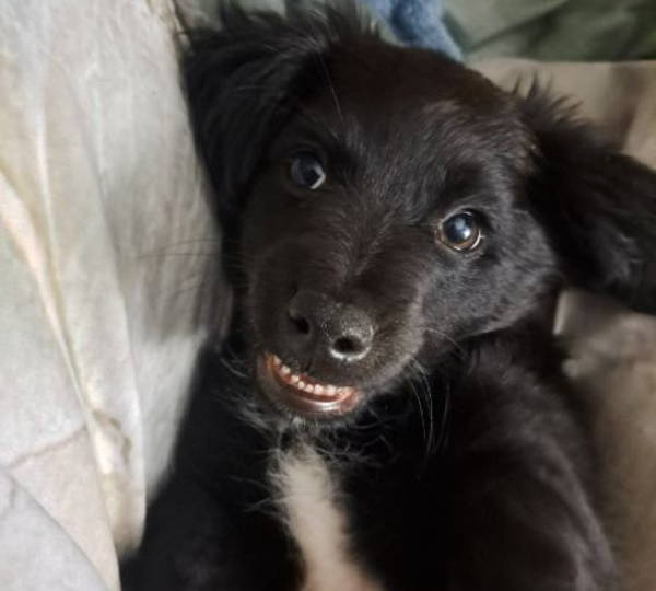 Leo