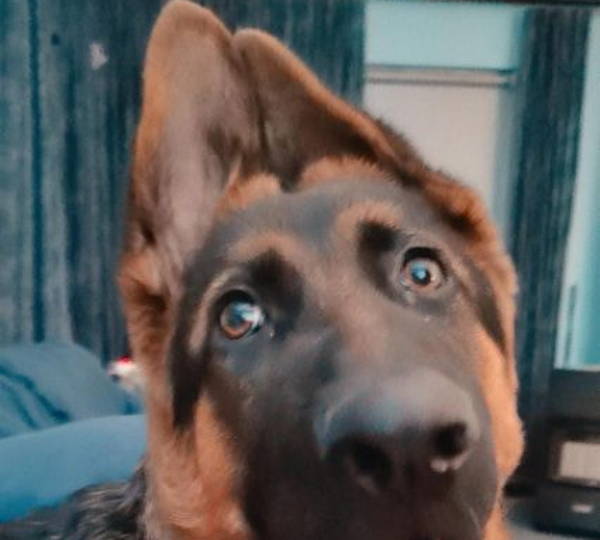 Kai The Pup