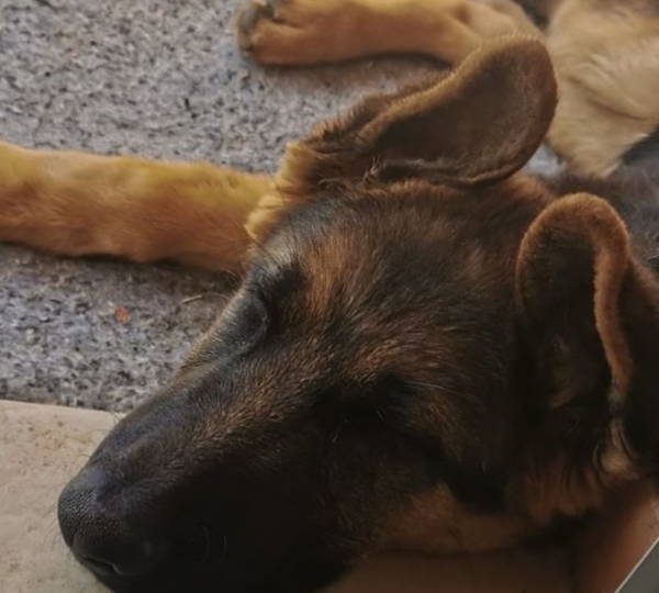 Kai The Pup