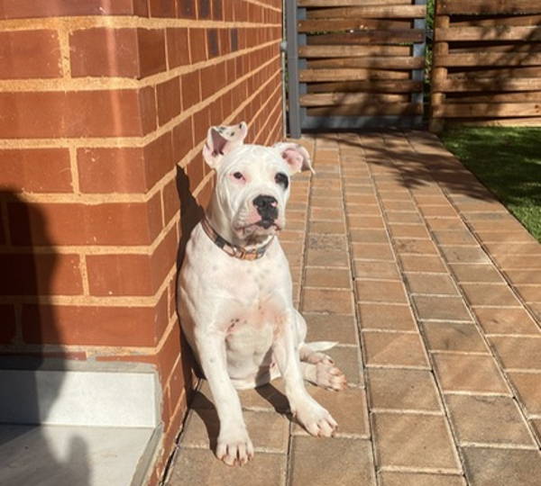 Nala