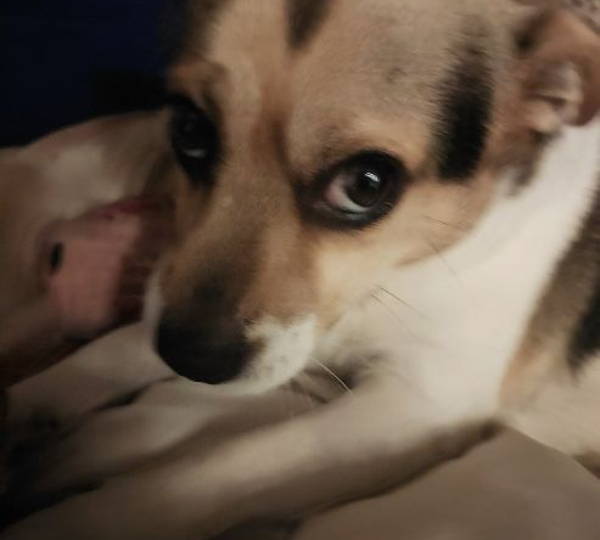 Lola