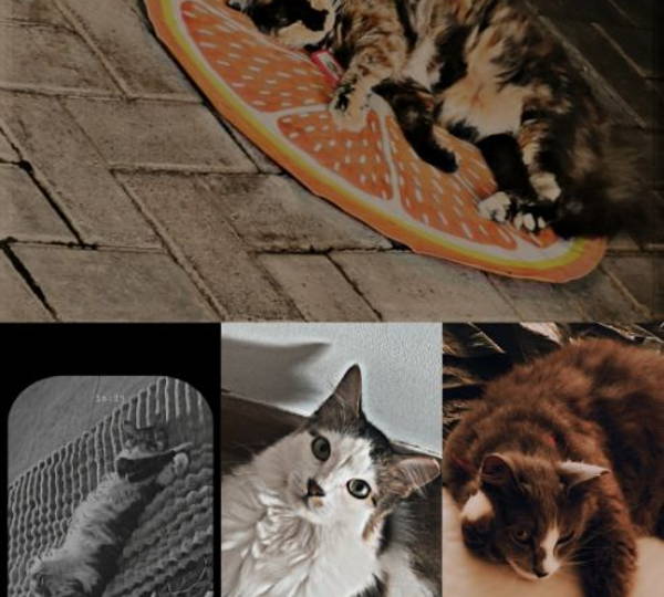 Bella, Velvet, Trixie & Patches