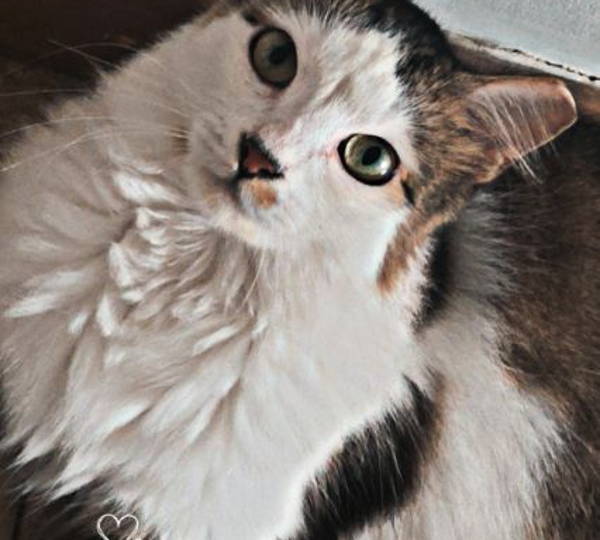 Bella, Velvet, Trixie & Patches