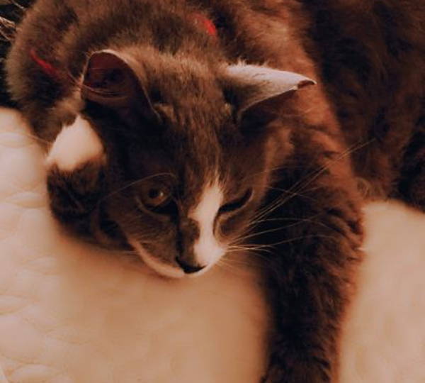 Bella, Velvet, Trixie & Patches