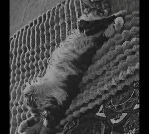 Bella, Velvet, Trixie & Patches