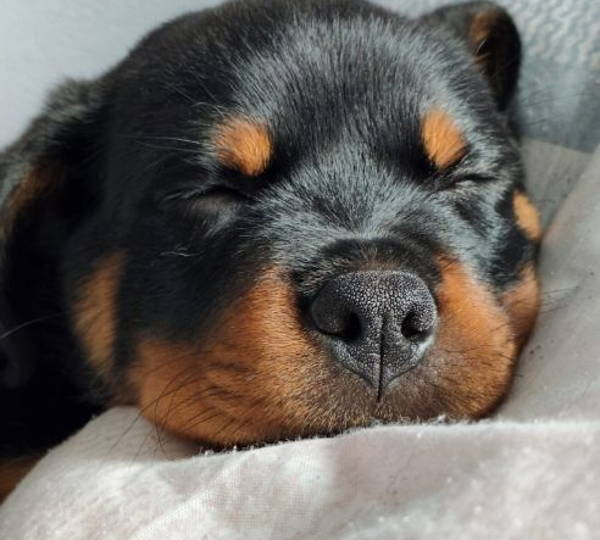 Samson