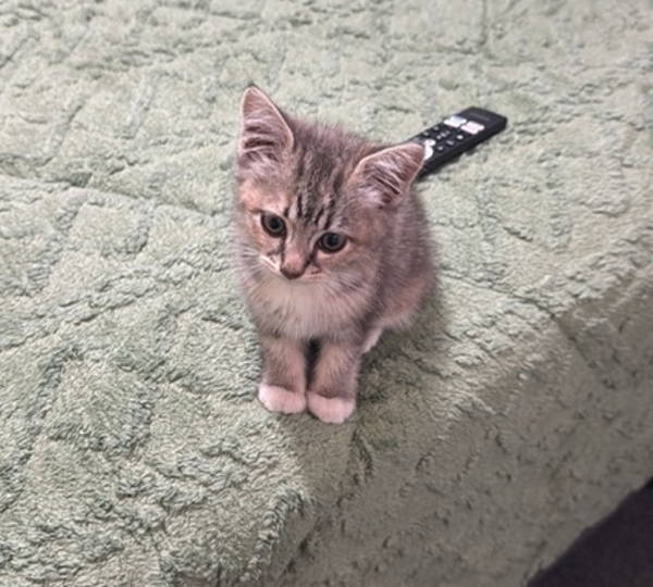 Nala