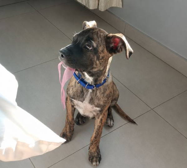 Milo